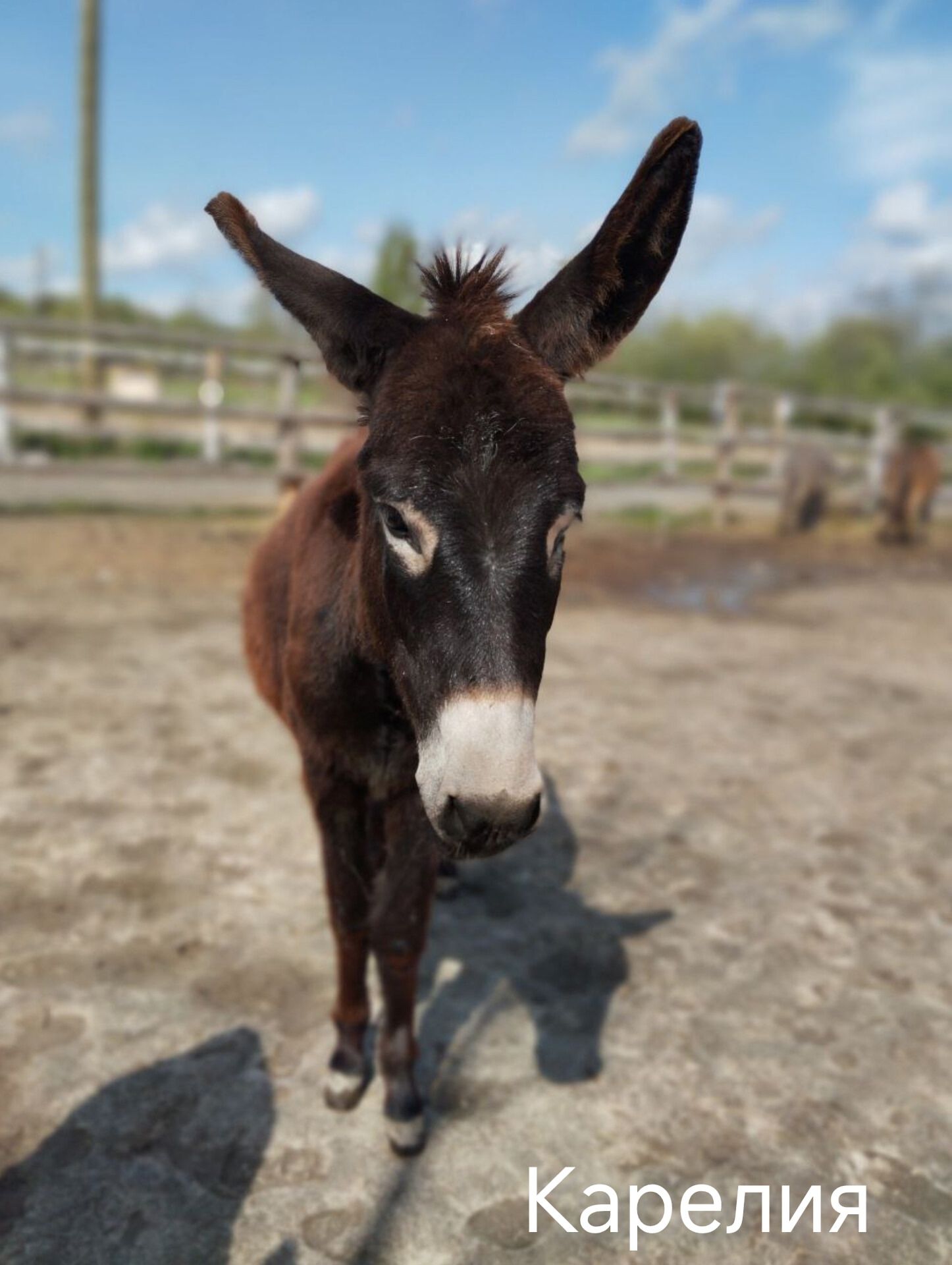 Ушастой Карелии исполнилось два года