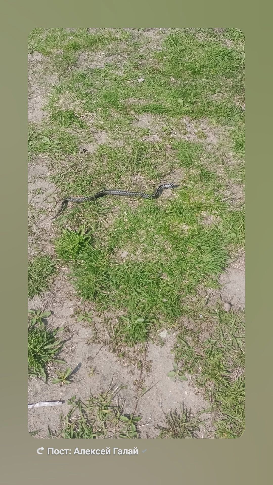 Змею заметили рядом с детской площадкой в округе Карелии