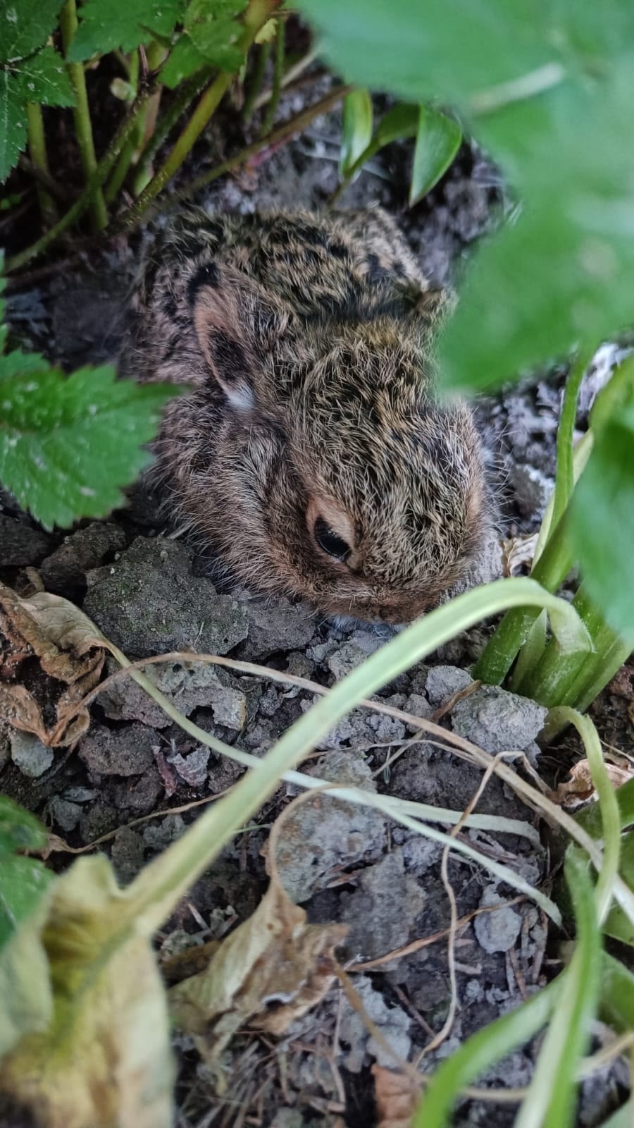 Плавают в реках и гуляют по грядкам: зайцы заполонили деревню в Карелии