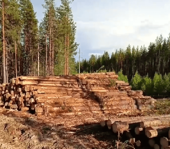 Минприроды: заготовка древесины в районе деревни Лобское не затрагивает особо защитные участки лесов