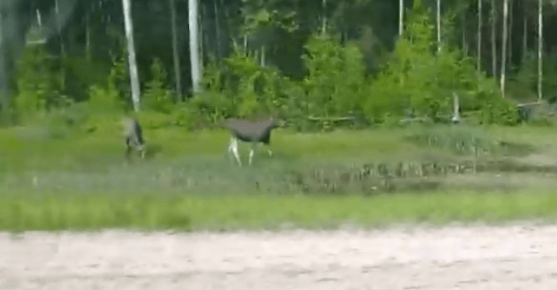 Молодых лосей заметили у Матросов в Карелии