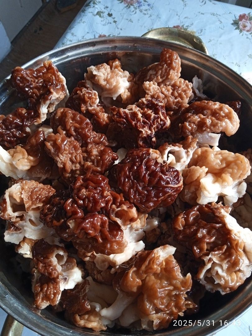 Весенние грибы: жители Карелии собрали деликатесы на обочинах дорог