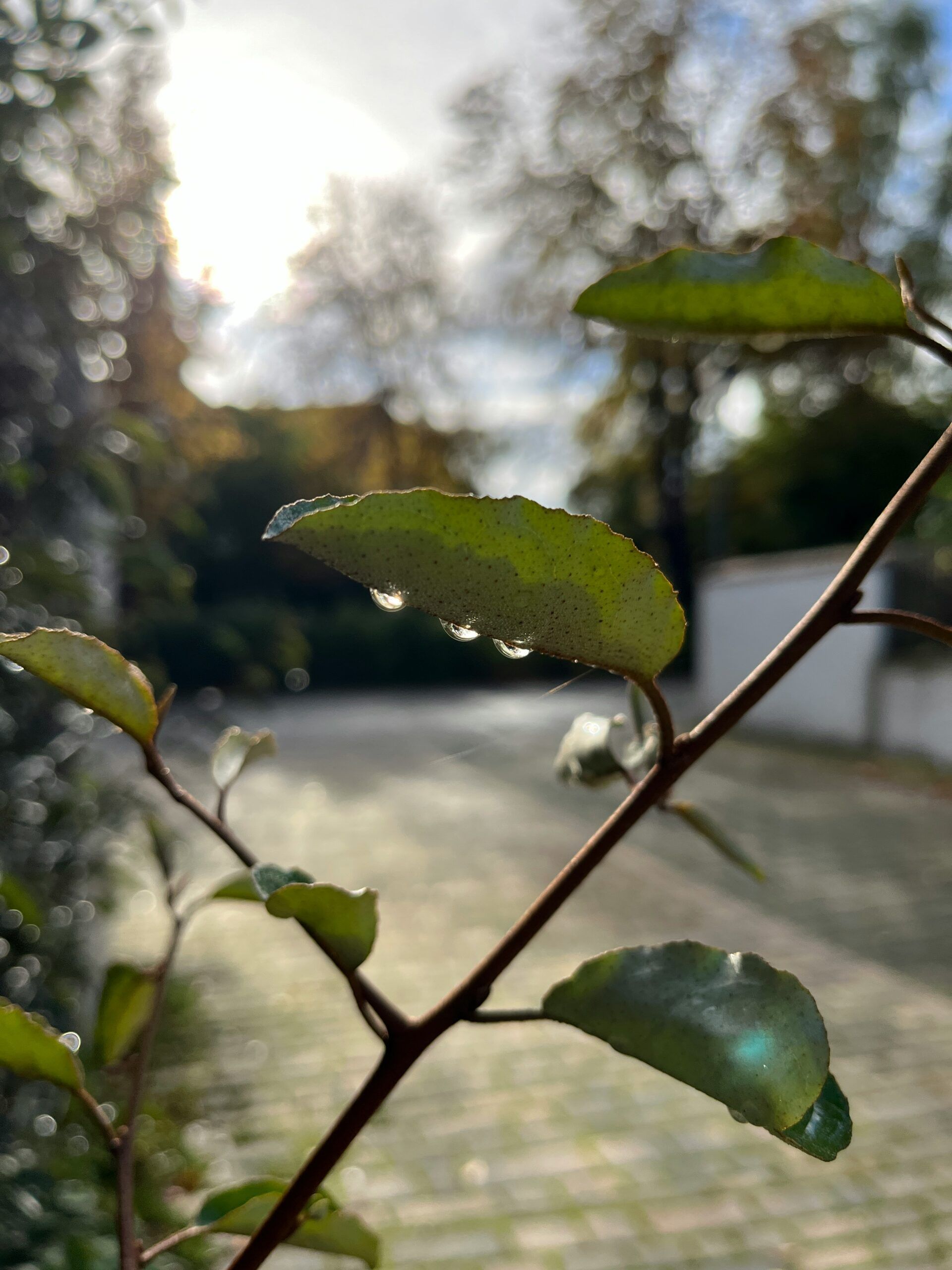 Типичная для «северного лета»: карельские синоптики рассказали о погоде на ближайшую неделю