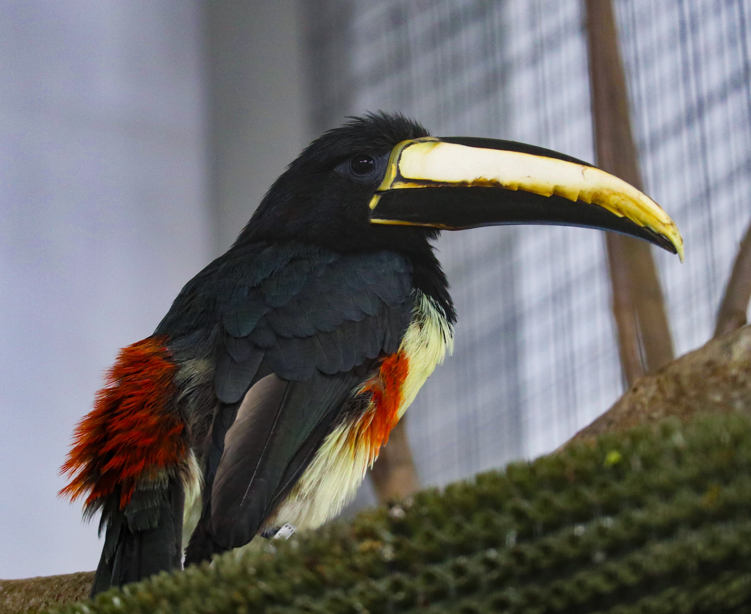 В Карельском зоопарке поселился яркий гость из тропиков