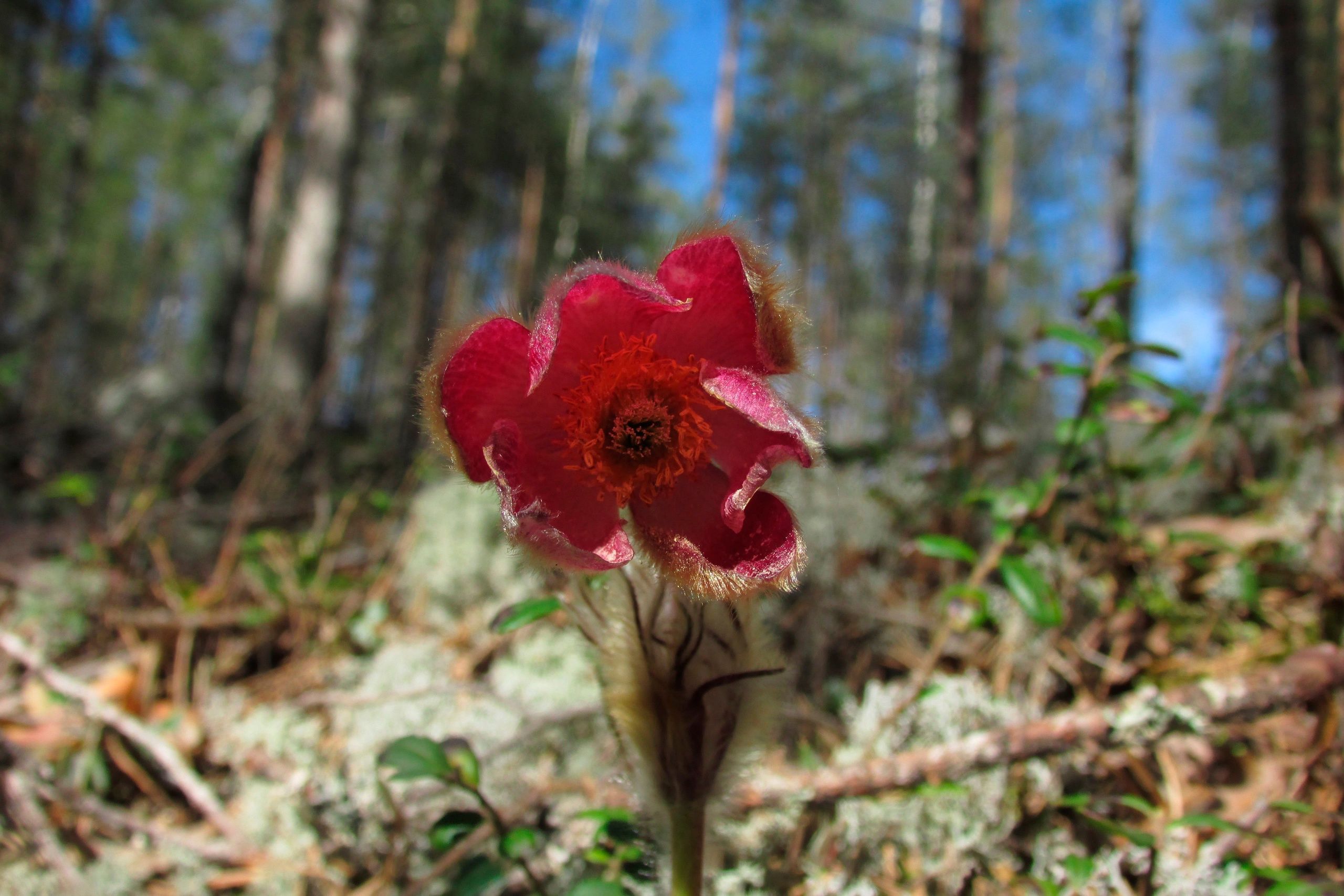 В соседнем с Карелией регионе нашли аленький цветочек