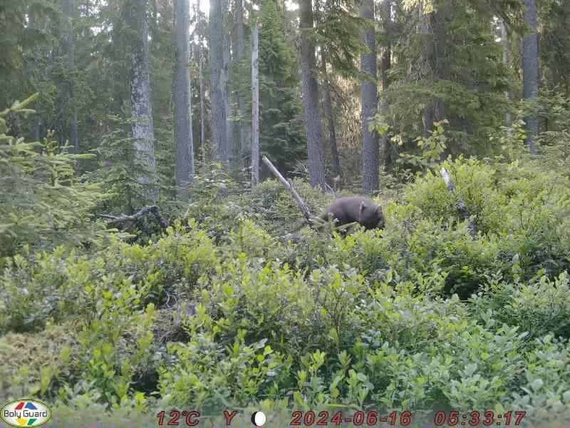 «Неведома зверушка»: лесная фотоловушка поймала в кадр странное животное в Карелии
