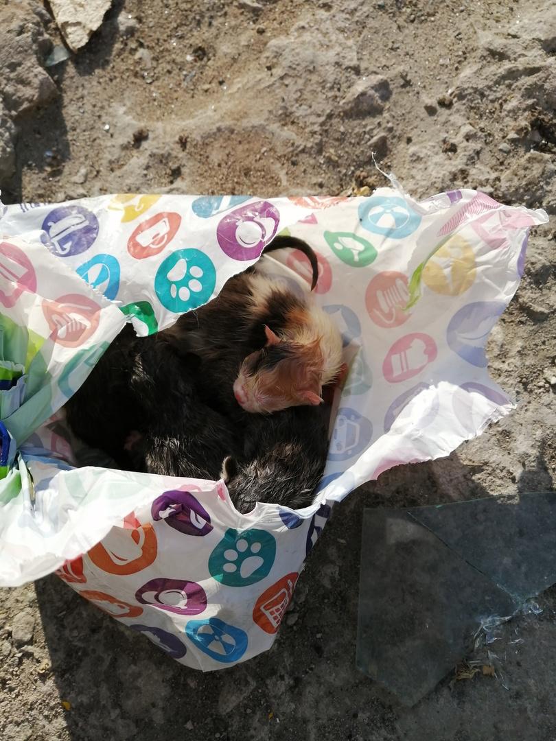 Жительница Петрозаводска обнаружила в мусорном контейнере пакет с котятами