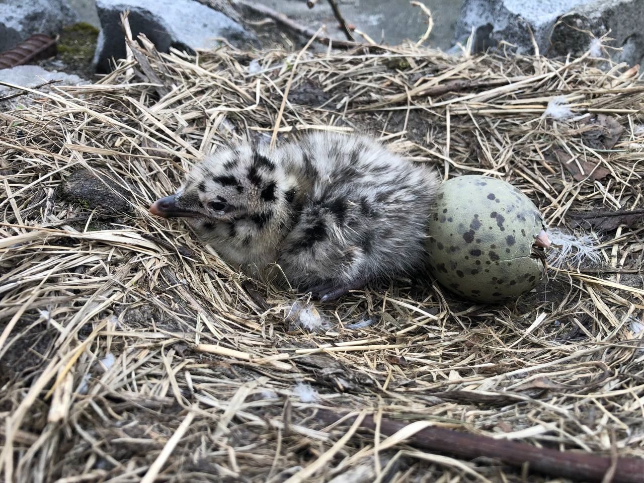 Узнали, какие необычные встречи происходят на петрозаводских крышах