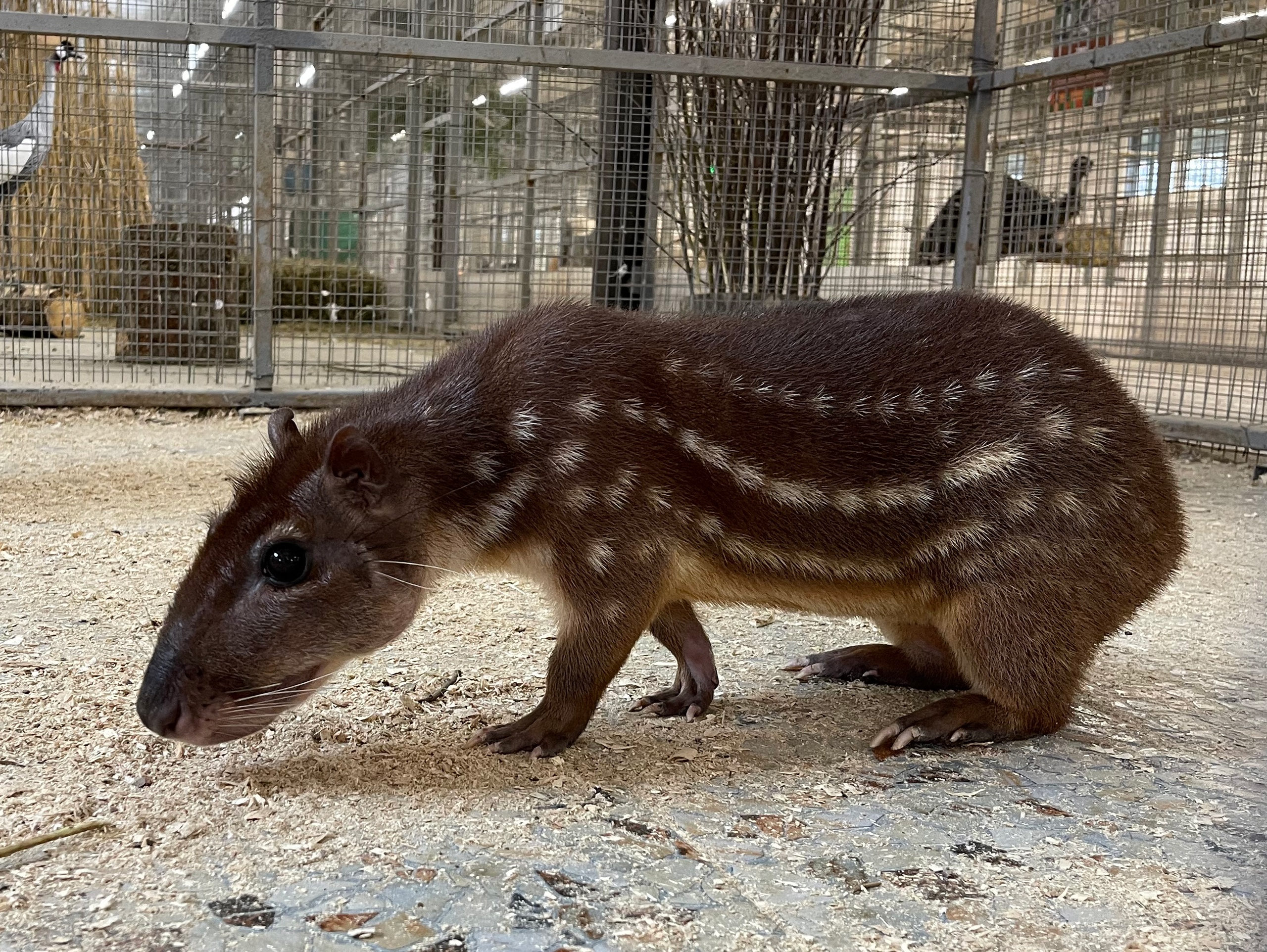Редкий грызун из Южной Америки поселился в Карельском зоопарке