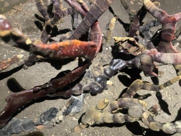 В подвале дома под Питером обнаружили пугающий гриб