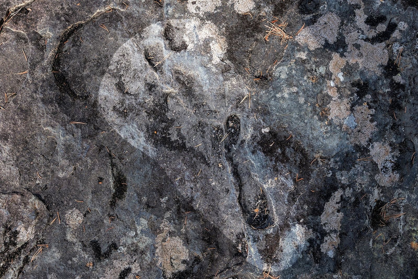 След динозавра обнаружили в Карелии