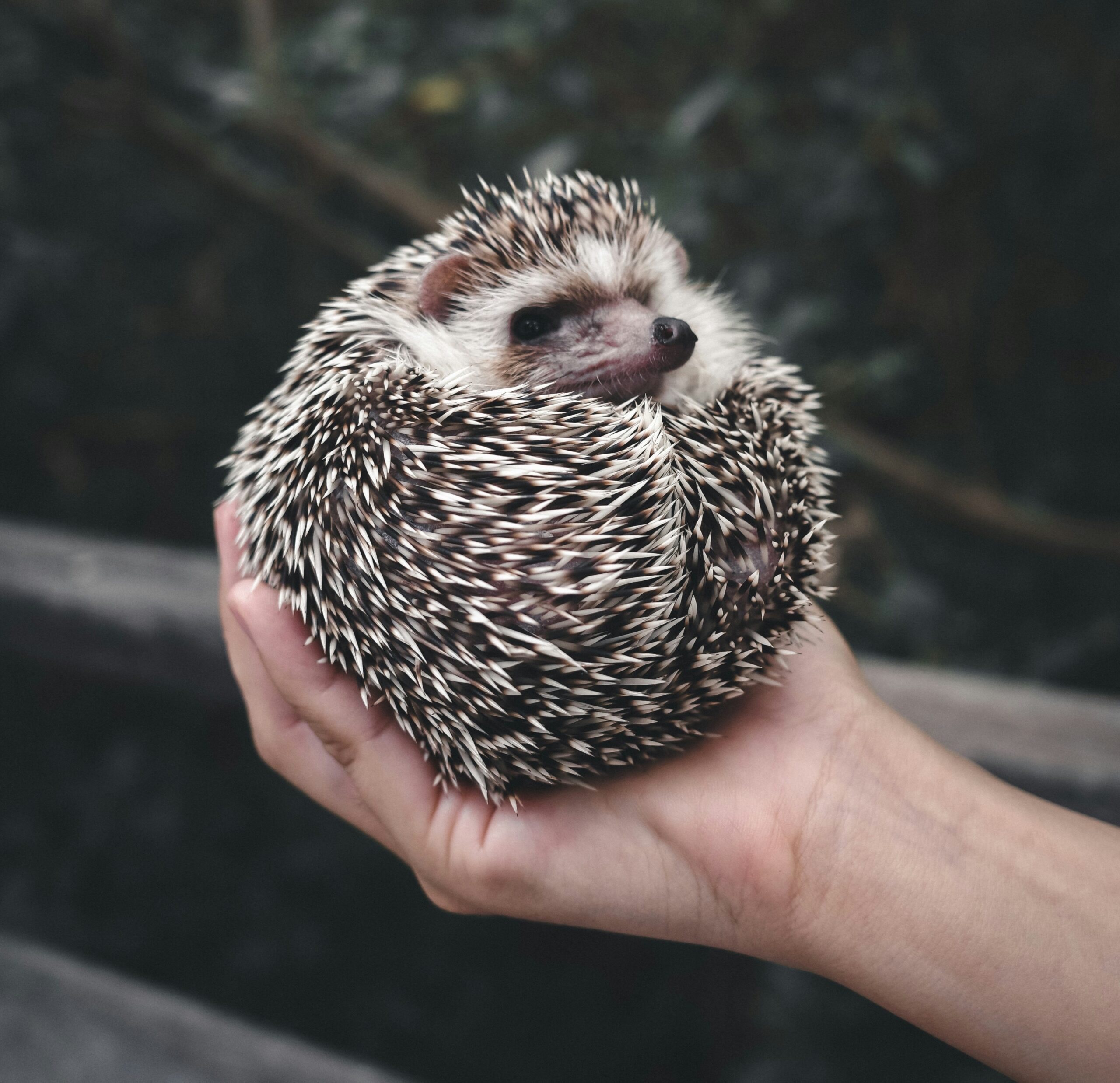 Алкогольный секрет средневековых огородников