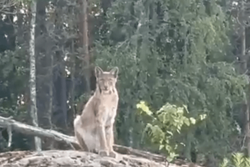 Пушистую рысь заметили на берегу Онежского озера