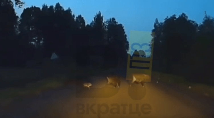 Семью кабанов заметили около Спасской Губы в Карелии