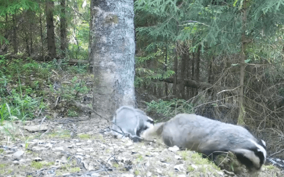 Барсучиха загребла своего детеныша и ранила его в Нижне-Свирском заповеднике
