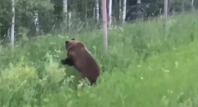 Медведь угодил в сетку вблизи Лодейного Поля и запаниковал
