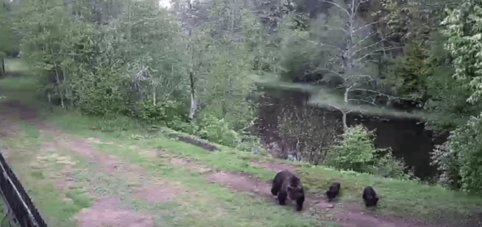 Медведи разгуливали рядом с жилыми домами в районе Карелии