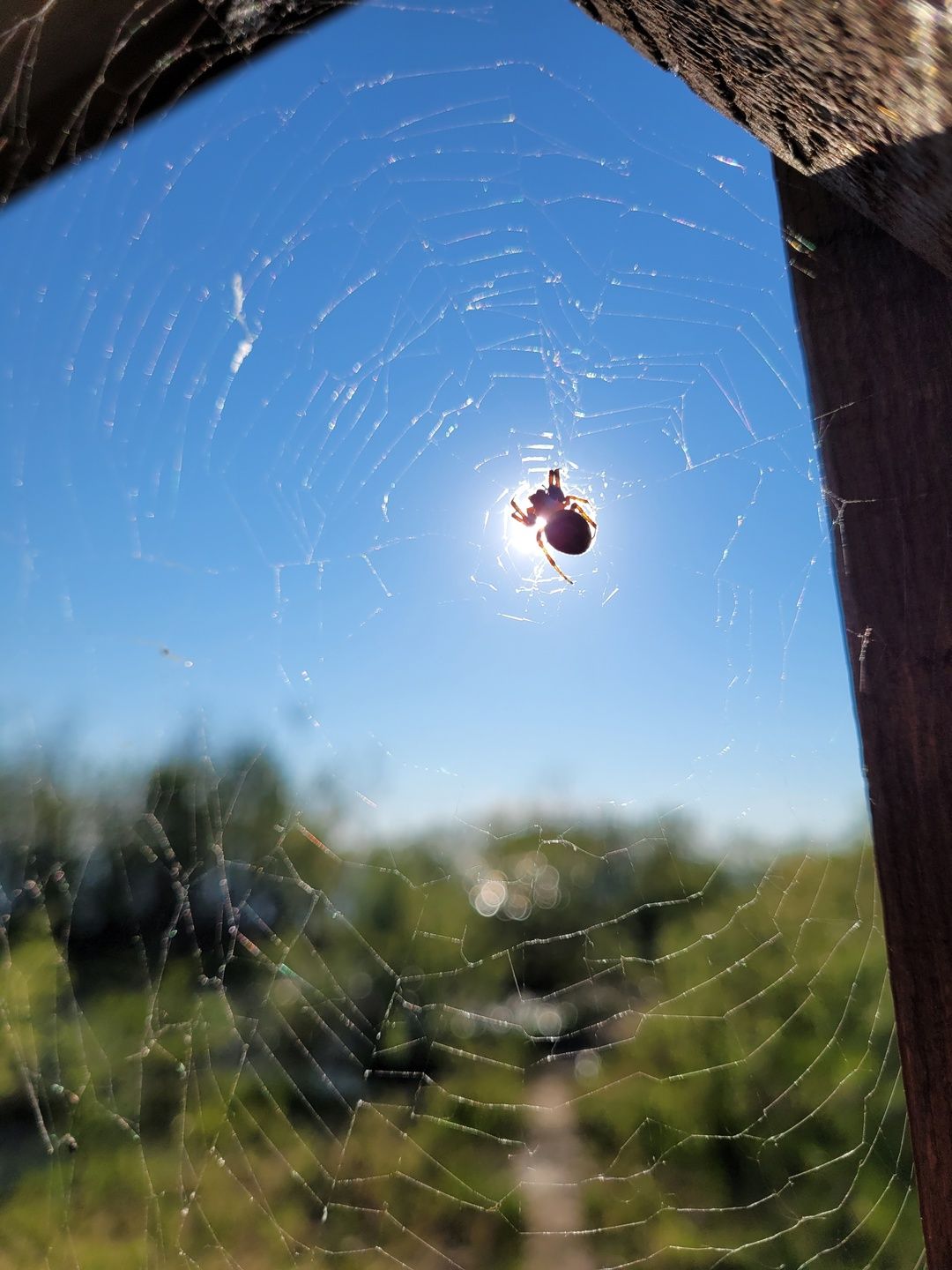 Паук поймал солнце в заповеднике на Ладоге