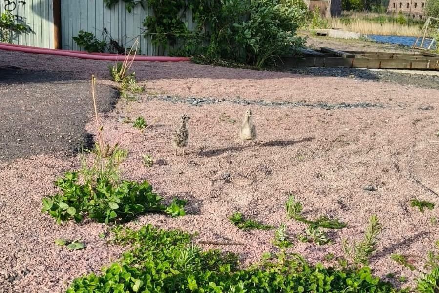 В Карелии нацпарк предупредил об ошибках при «спасении» птиц