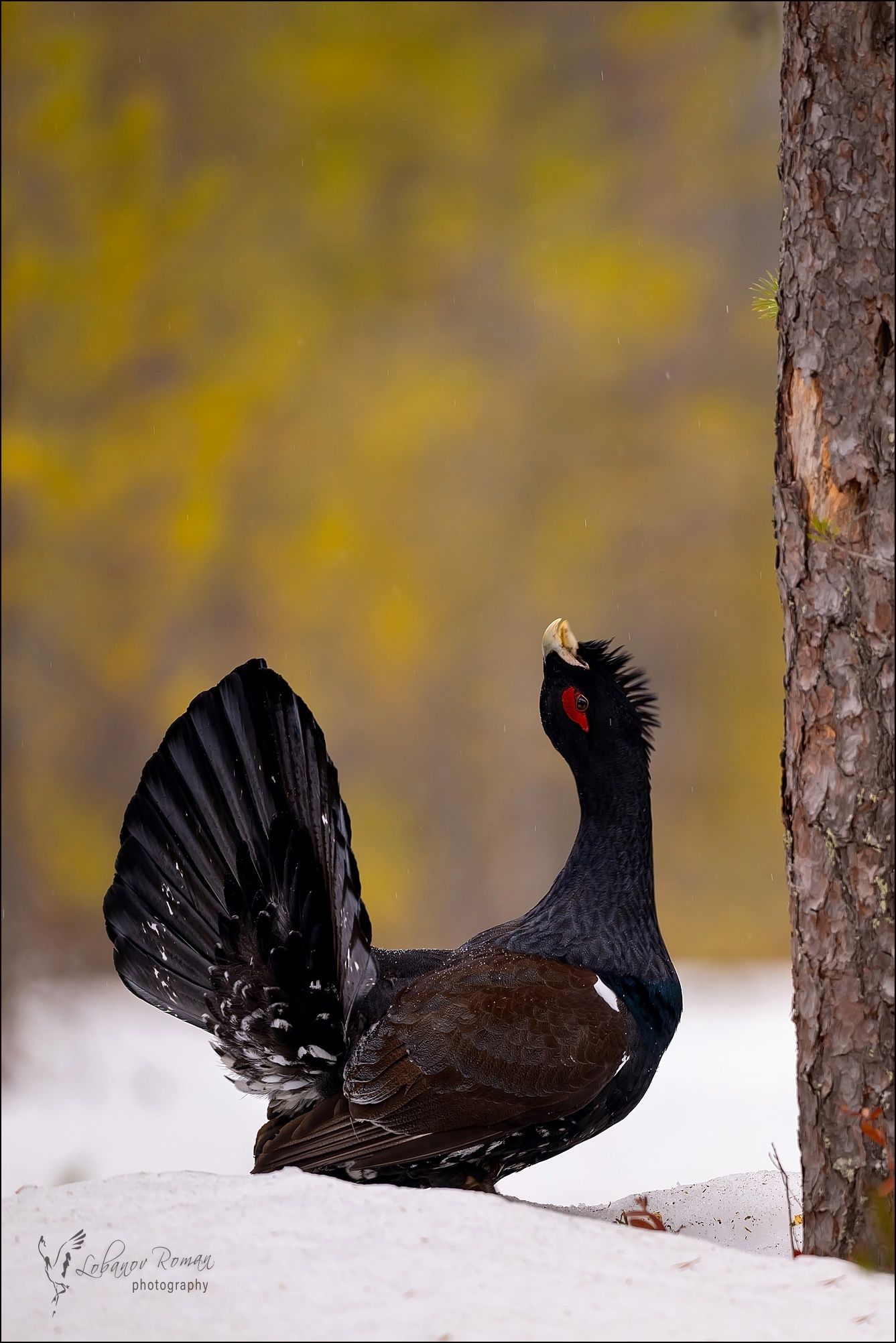 Поющий глухарь попал в объектив камеры в Водлозерском парке