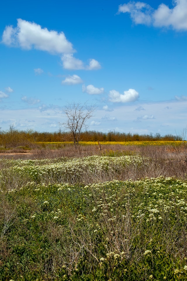 От собственницы заросших сельхозучастков в Карелии потребовали расчистить землю