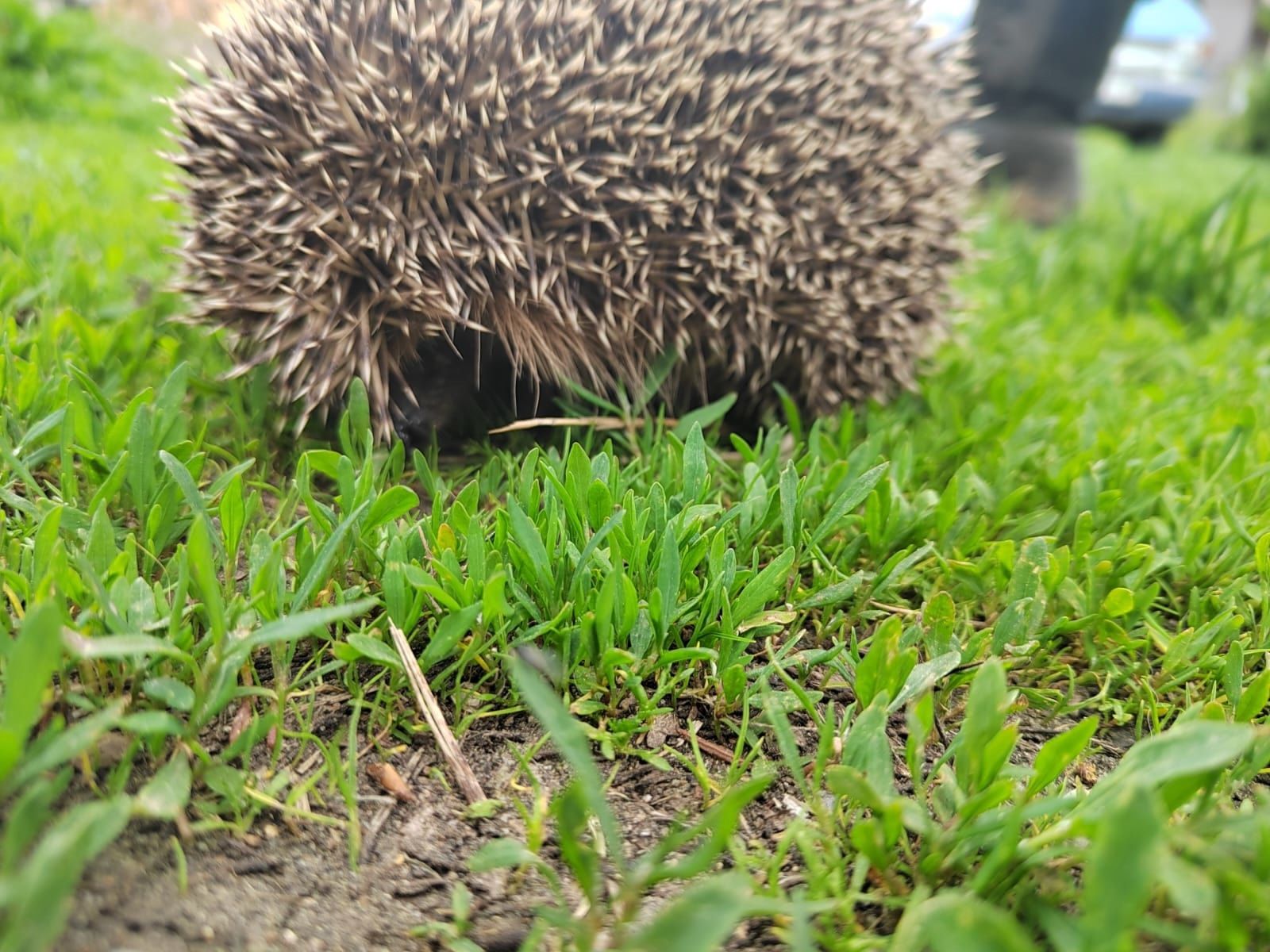 В Водлозерском парке обнаружили ежа из Красной книги Карелии
