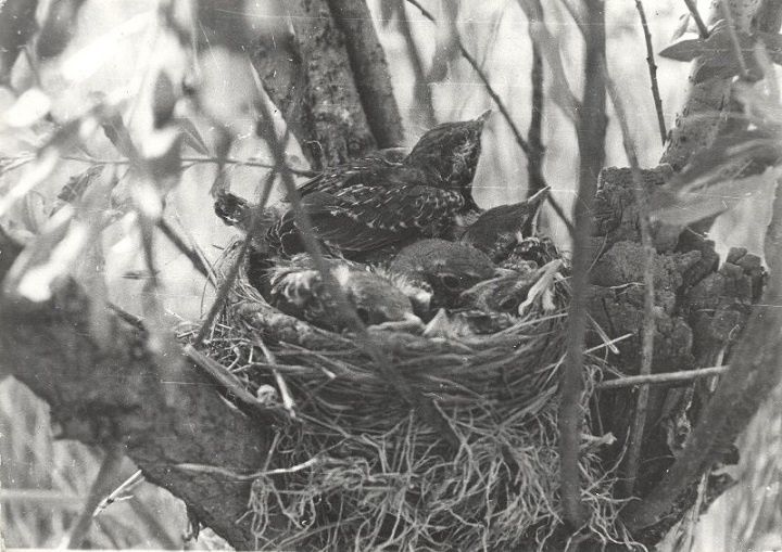 В сети рассказали, зачем в СССР защищали природу в июне