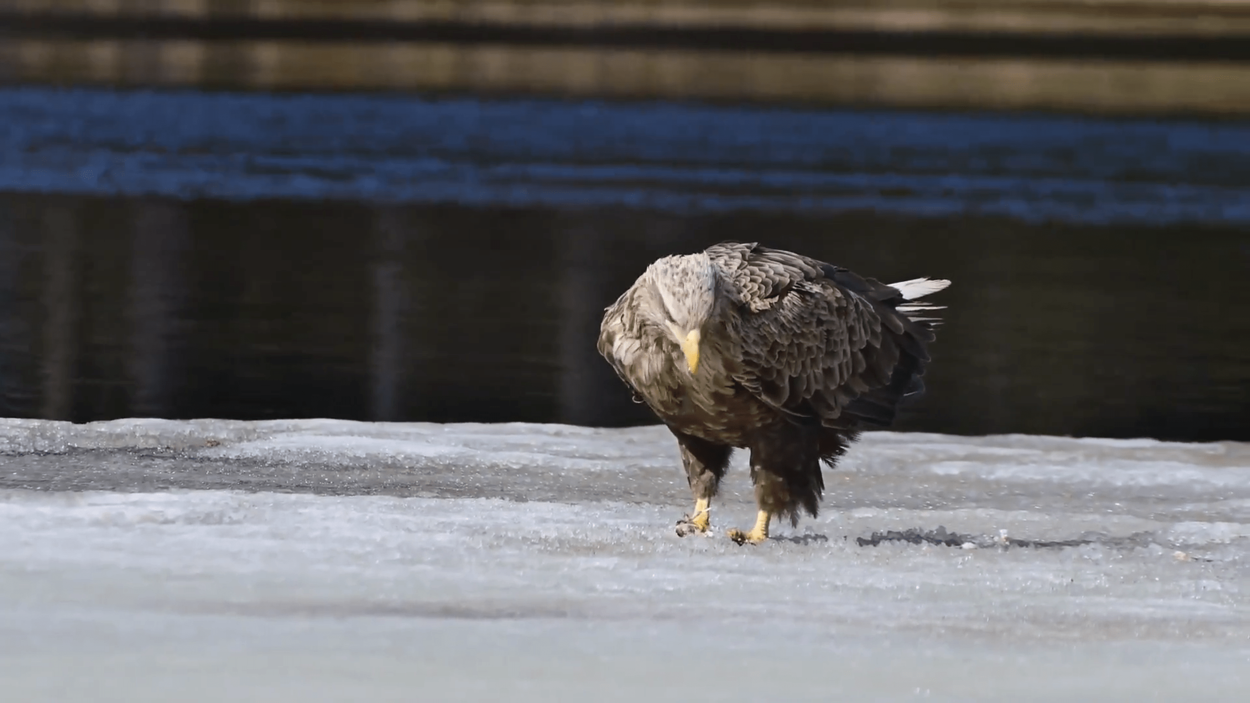 Краснокнижный орлан попал в объектив в Карелии