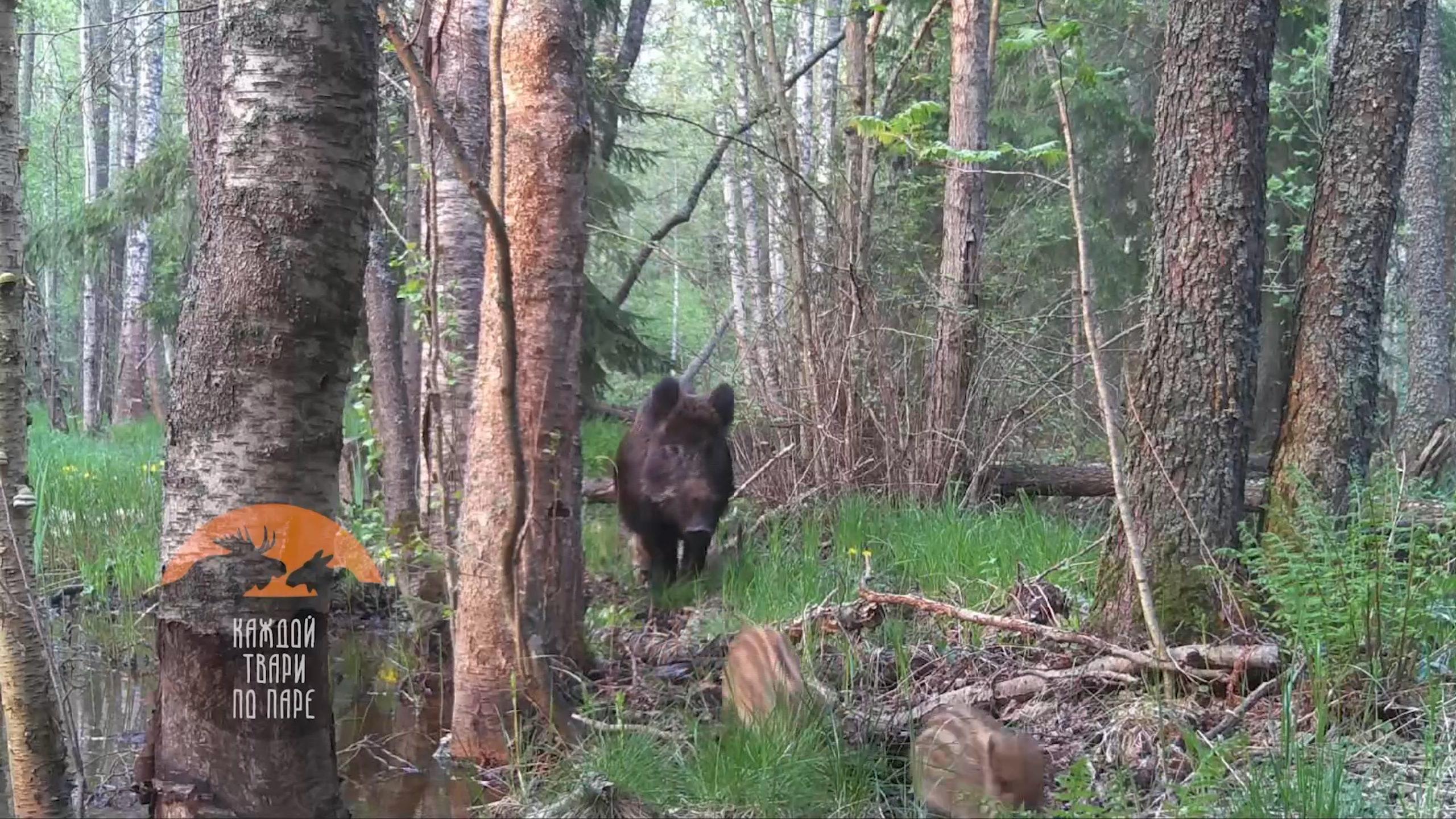 Кабаниха из соседнего с Карелией региона стала матерью-героиней