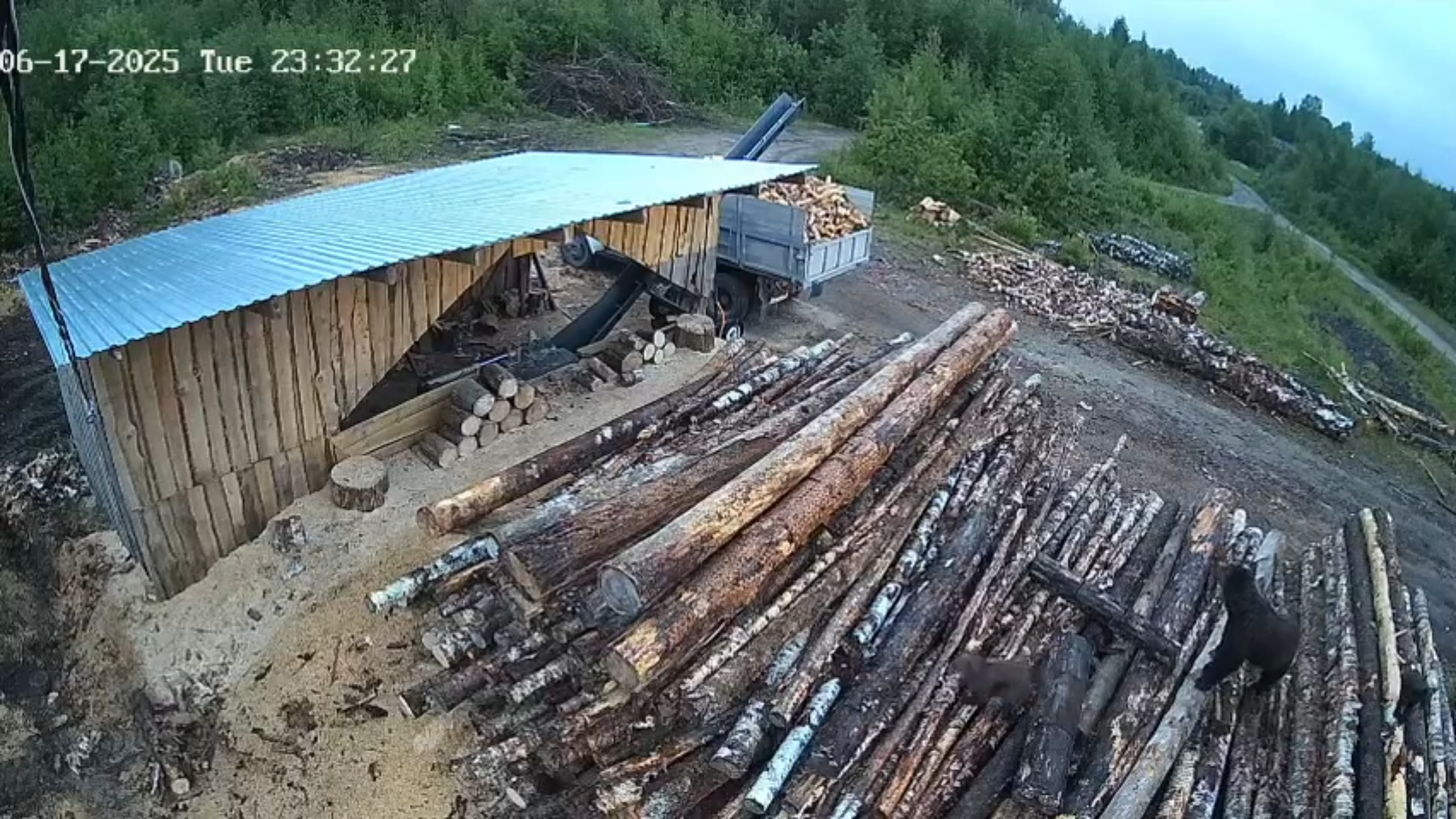 На западе Карелии жители обеспокоены появлением медведей и волков рядом с домами