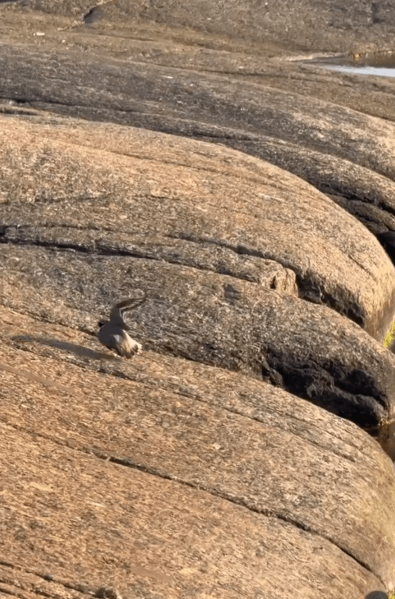 Спектакль на карельском побережье: кулик инсценировал ранение ради спасения потомства