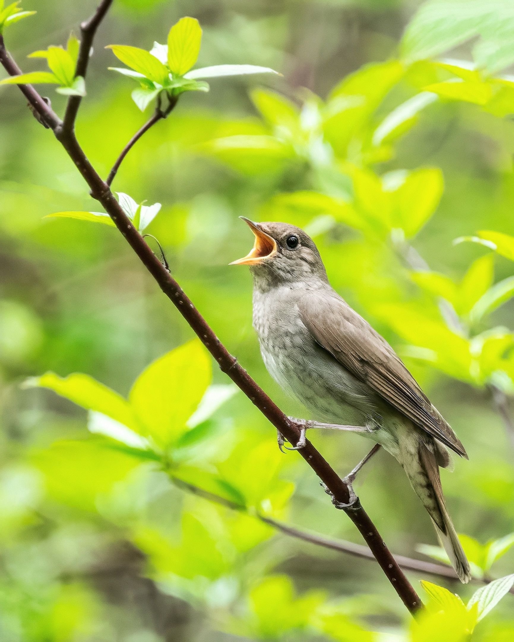Гидрометцентр Карелии: потепление ожидается с середины недели