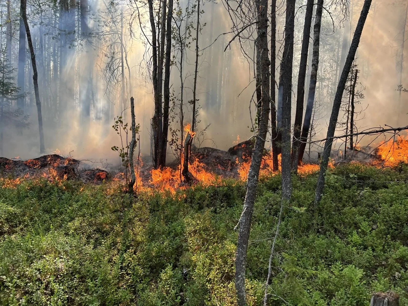 В 11 километрах от поселка Волома лесной пожар тушат 42 огнеборца, направлены дополнительные силы