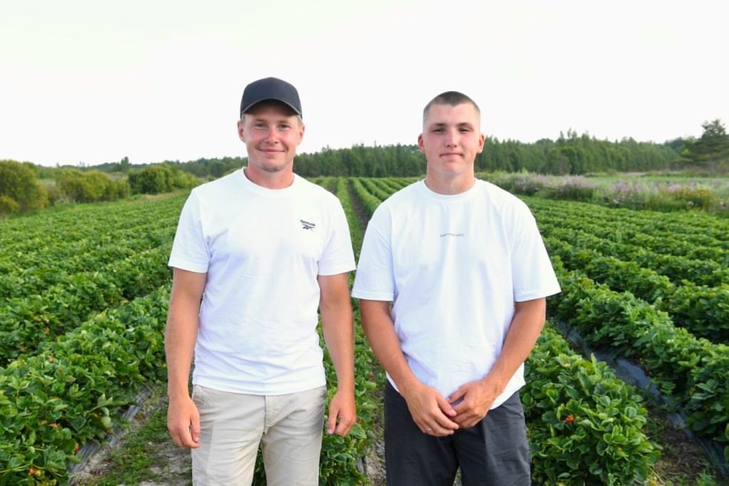 Братья из Карелии создали бренд клубники «Mandžoi»