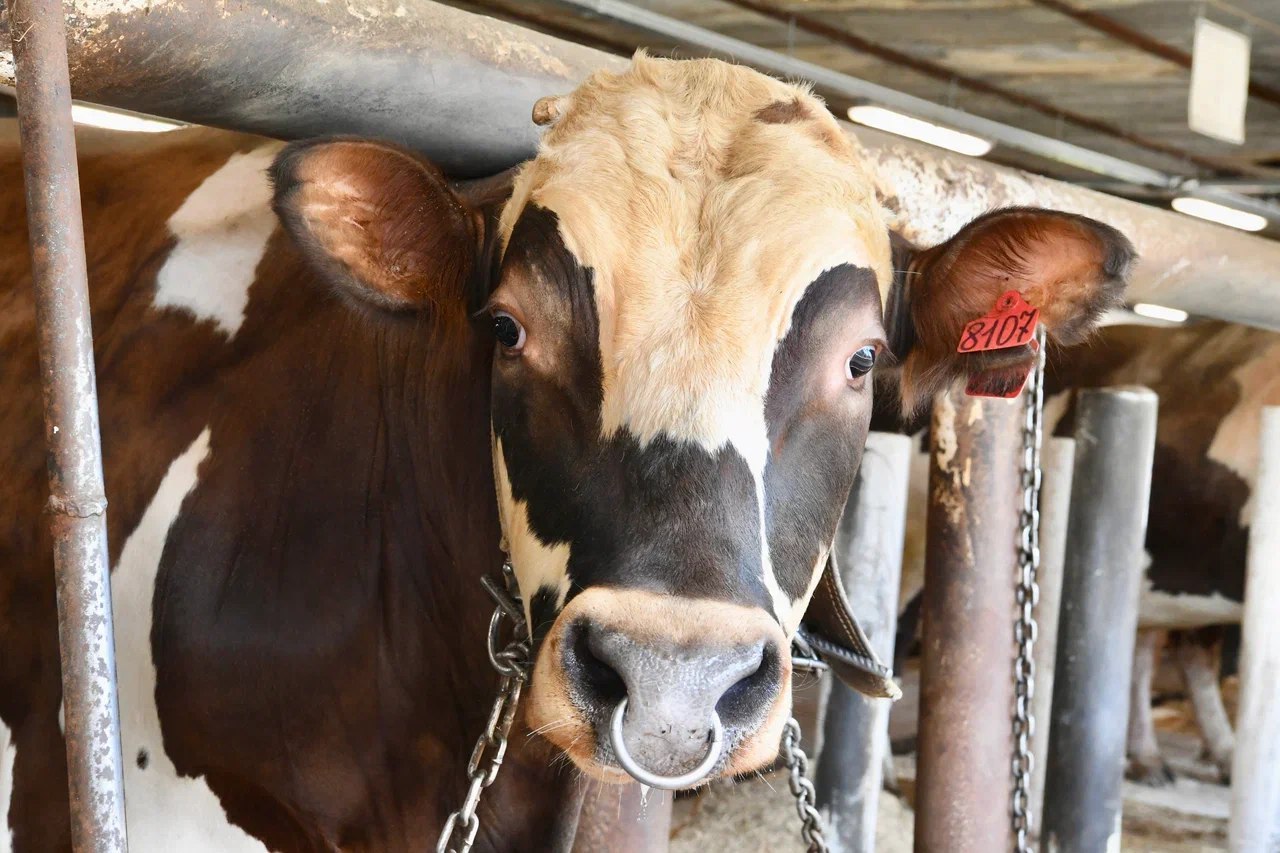 Федеральная власть выделила Карелии более 1,5 млрд рублей на развитие сёл