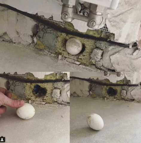 Трупный запах в стенах: скрытый бизнес строительных бригад