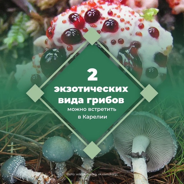Грибных «инопланетян» можно встретить в карельских лесах