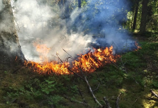 Вчера в лесу у поселка Вуорио ликвидировали возгорание леса