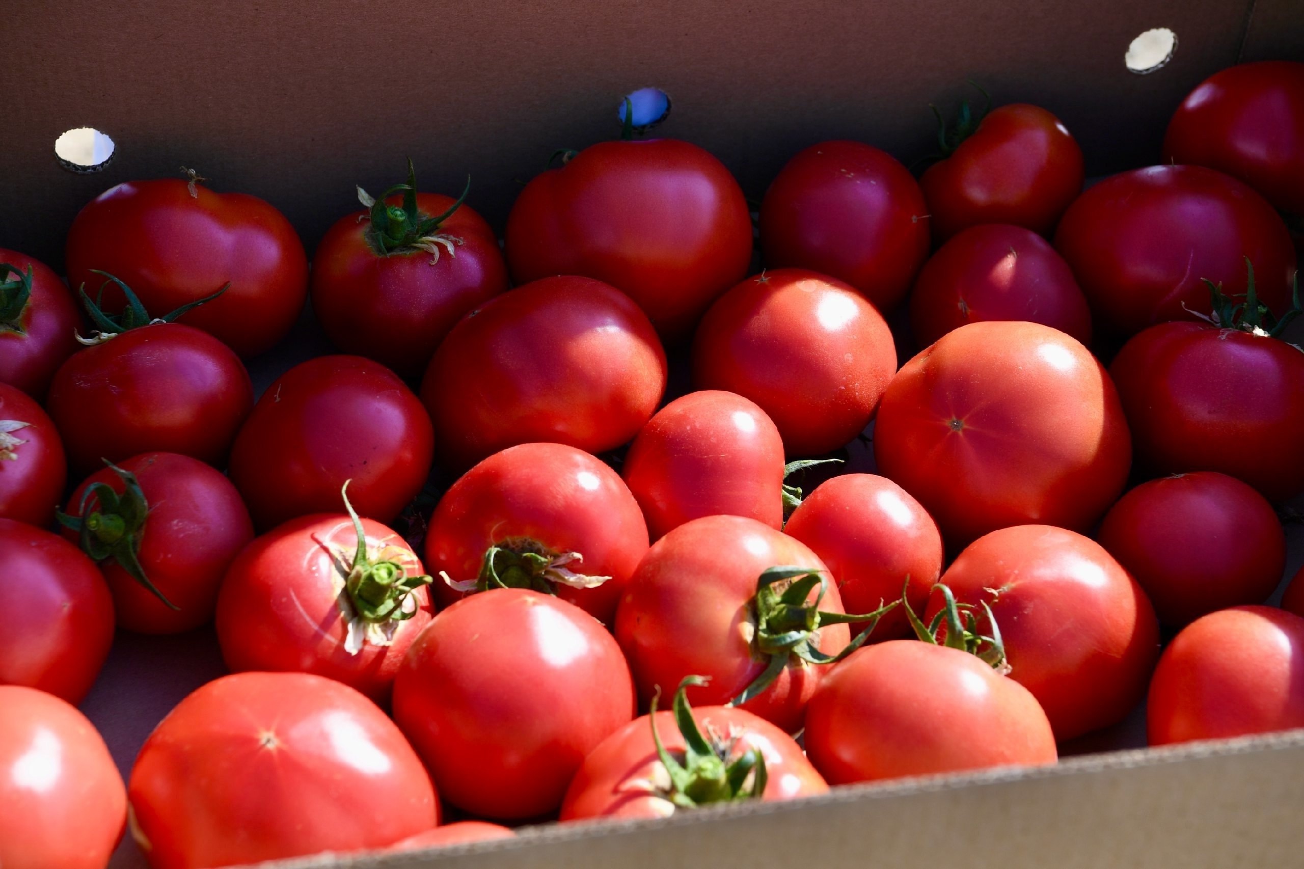 Томаты с запахом попкорна - новый тренд из Поднебесной