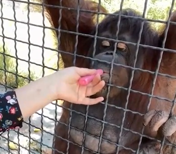Боксершу выгнали за то, что она дала орангутану покурить вейп (Видео)