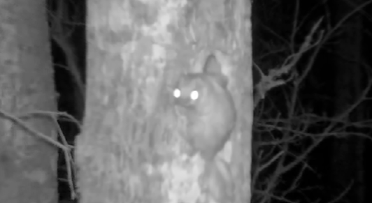 Сагу о летягах рассказали в Нижне-Свирском заповеднике