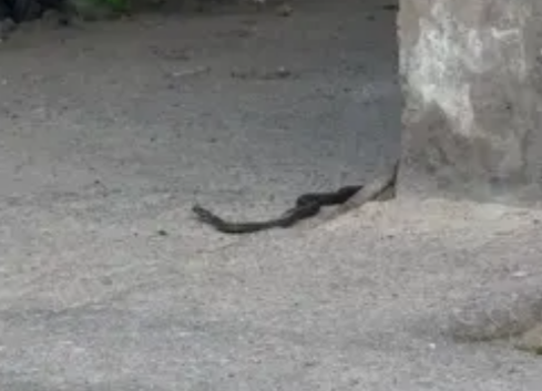 Черную змею заметили в Сегеже рядом с жилым домом