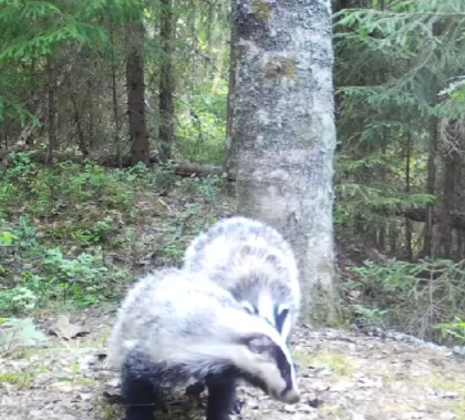Барсук потерял ухо, но продолжил активную жизнь в Нижне-Свирском заповеднике
