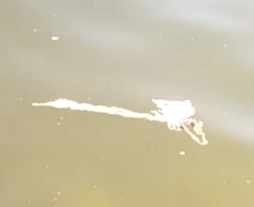 «Запах тухлой рыбы и белые хлопья»: сброс с форелевого хозяйства произошел в озеро Мунозеро