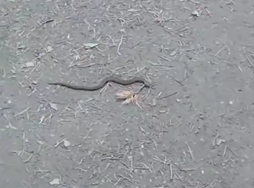 Змея ползала в сквере Петрозаводска