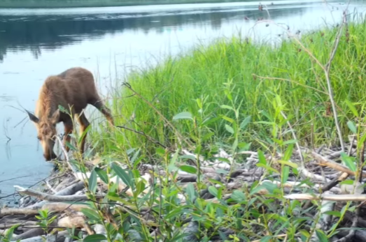 «Непослушный подросток» поедал болотные растения и попал в объектив лесной фотоловушки