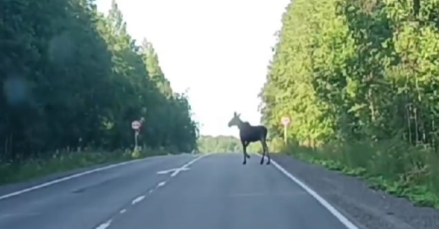 Более 20 ДТП с участием лосей произошло в Карелии