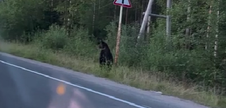 Четырех бурых медведей заметили у поселка в Карелии