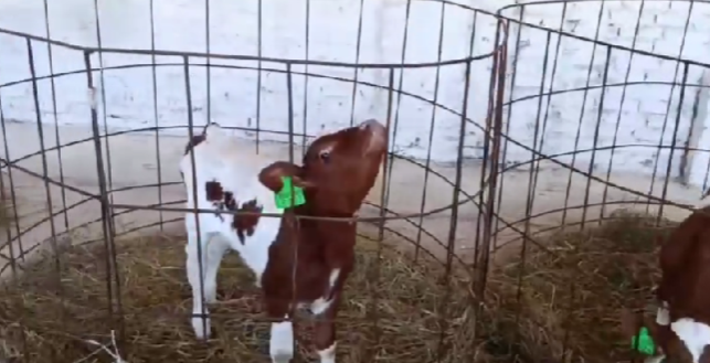 Детский сад для телят айширской породы организовали в поселке Карелии