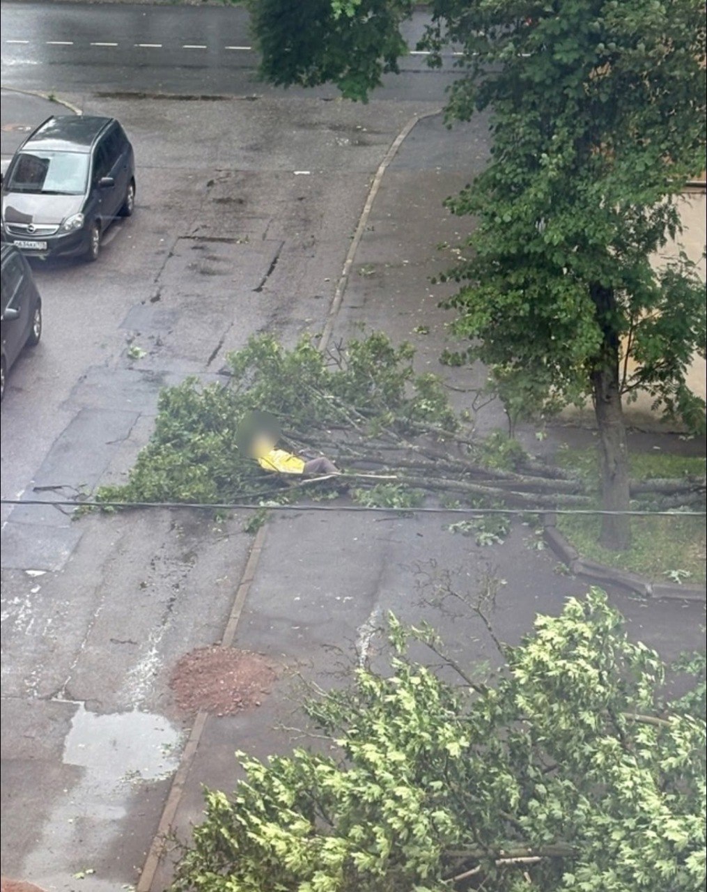 Дерево рухнуло на женщину по соседству с Карелией